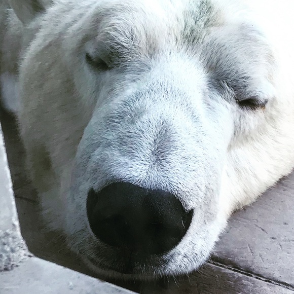 Polar bear - Picture 2 of 2